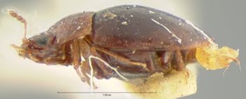 Media type: image;   Entomology 7948 Aspect: habitus lateral view